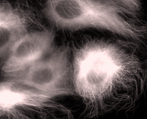 Image of microtuble